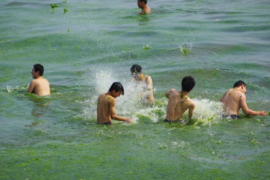 青島の海水浴場。藻の海で戯れる若者。