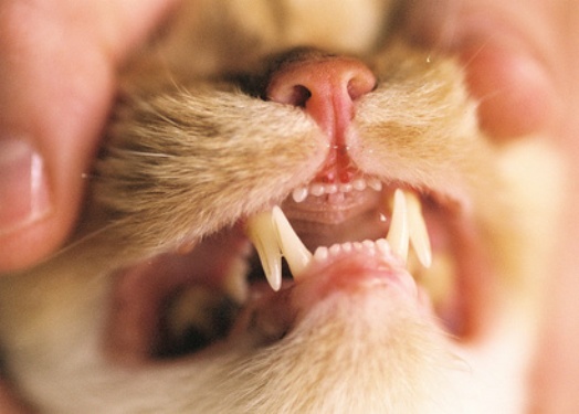 猫の鋭い歯
