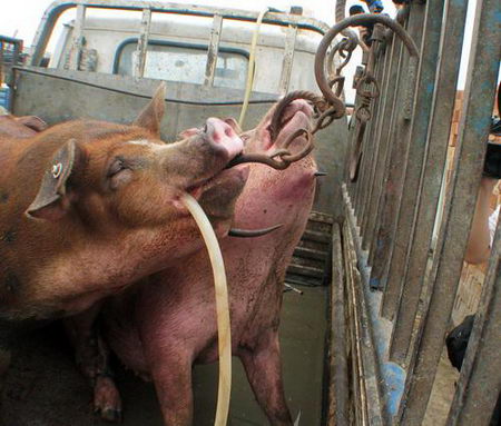 豚に水増し、、、まだやめない中国。