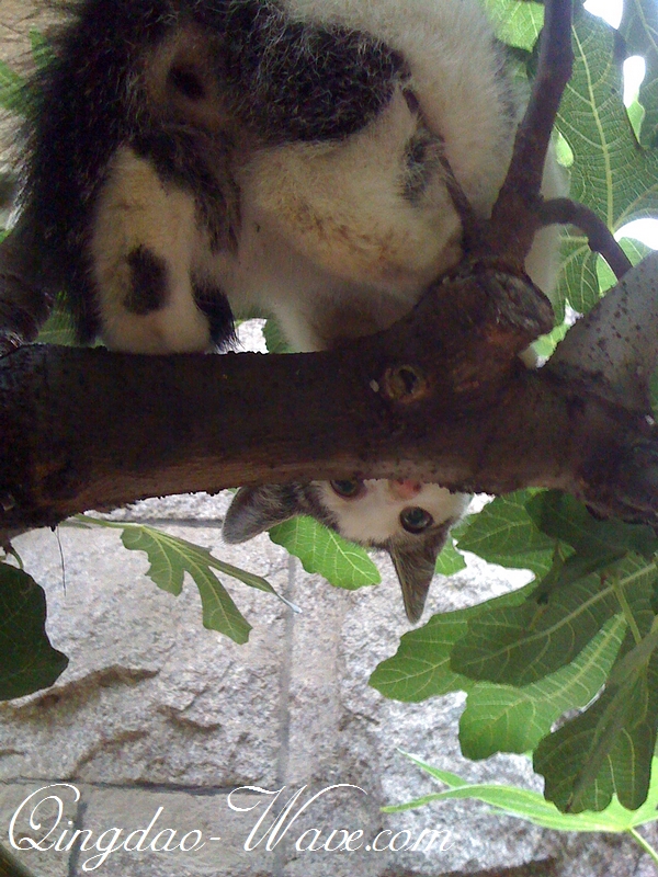 木陰で休憩のネコちゃん