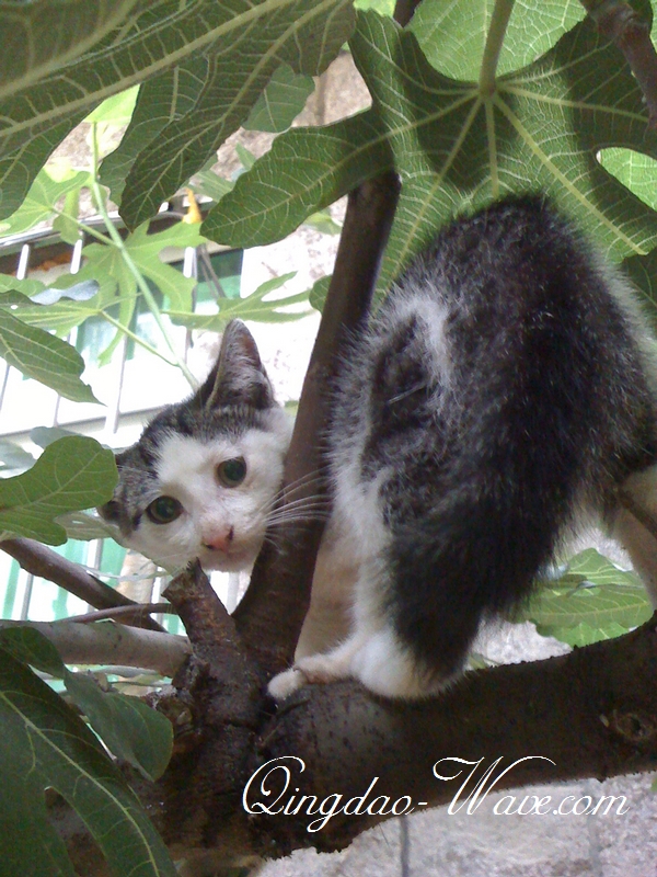 木陰で休憩のネコちゃん